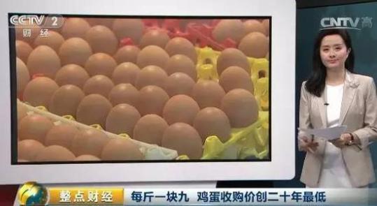 鸡蛋收购价每斤1.9元创二十年最低 养殖户贱卖母鸡