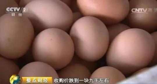 鸡蛋收购价每斤1.9元创二十年最低 养殖户贱卖母鸡